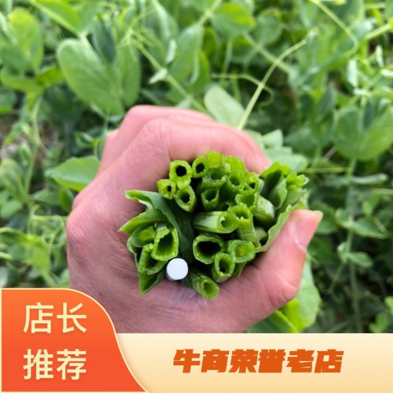 豌豆苗四川高山豌豆苗产地发货货源充足质量保障支持代发