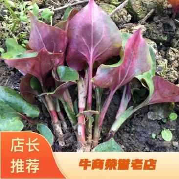 鱼腥草种苗四川高山鱼腥草嫩芽子产地一手货源货源充足