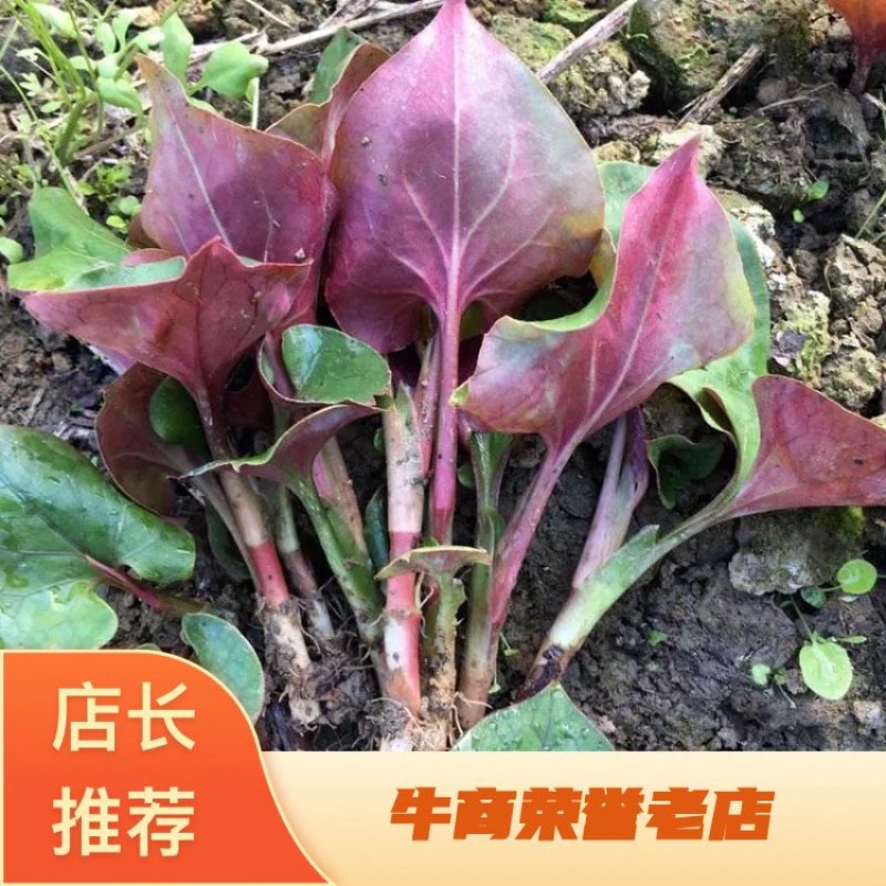 鱼腥草种苗四川高山鱼腥草嫩芽子产地一手货源货源充足