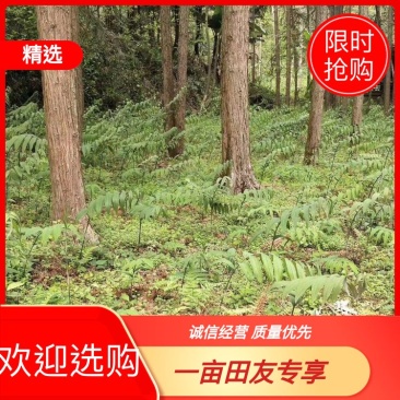 黄精种苗湖南黄精种苗货源充足，量大从优，欢迎进店选购