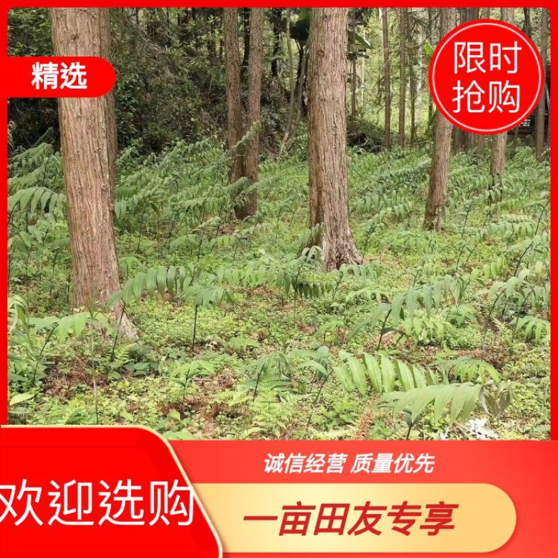 黄精种苗湖南黄精种苗货源充足，量大从优，欢迎进店选购