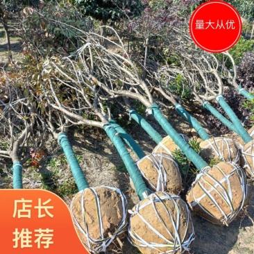 樱花，2--15早樱，早樱，晚樱大量上市啦