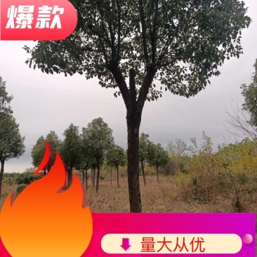 湖北精品樟树大量供应各种规格都有欢迎咨询