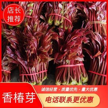 四川精品香椿芽，大竹县红油香椿6号量大从优，产地直供