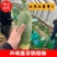 水果萝卜，口感脆甜，水分足，供应:电商，市场，加工厂