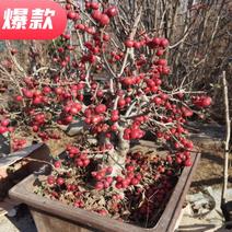长寿果冬红果树盆景，200亩基地培育种植，造型独特新颖