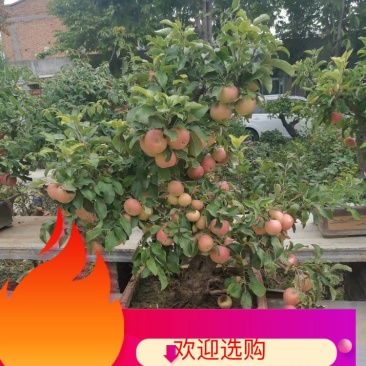 大红荣红富士苹果老桩盆景型盆栽寒富士苹果矮化当年结果