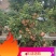 大红荣红富士苹果老桩盆景型盆栽寒富士苹果矮化当年结果
