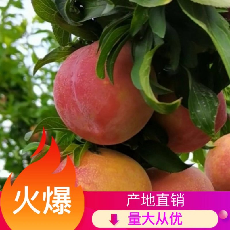 大红袍李子苗1-3年苗均有，自产自销，保证质量