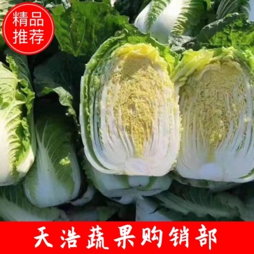 黄心大白菜大量上市，超市，市场各大档口。10吨起售，