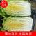 【白菜】黄心白菜单颗3—7斤产地直销量大从优全国发货