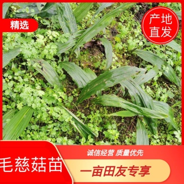 毛慈菇苗出售，贵州野生品种苗，净籽白净，单株产量高