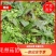 毛慈菇苗出售，贵州野生品种苗，净籽白净，单株产量高