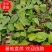 药典品种，绒毛，箭叶。抗病强，生长快，一次种植多年收率