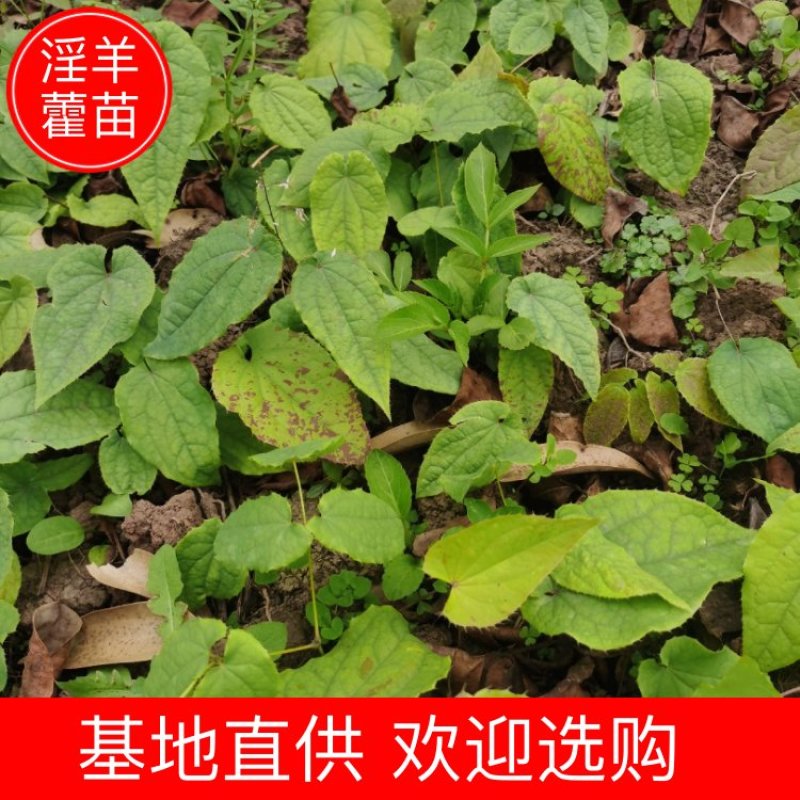 药典品种，绒毛，箭叶。抗病强，生长快，一次种植多年收率