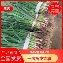 【蒜苗】红根蒜苗大量上市产地直供全国发货欢迎咨询