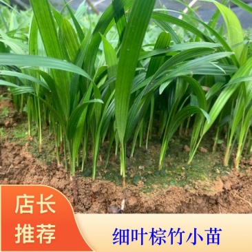 【精品细叶棕竹小苗】一手货源，基地发货，欢迎考察看货