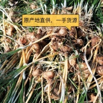 藏红花种苗是绿化苗观赏花苗非常好看香味十足