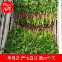 [精品]香菜大量上市，现挖现发，基地直供，量大从优