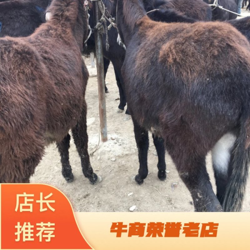 公母驴苗架子驴育肥驴生长速度快，适合全国各地养殖