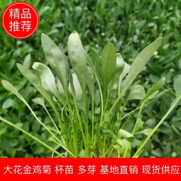 金鸡菊，大花金鸡菊，杯苗，多芽，基地直供，现货供应