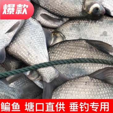 鳊鱼（塘口直供）（垂钓专用）诚信合作，合作共赢大小规格齐全
