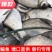 鳊鱼（塘口直供）（垂钓专用）诚信合作，合作共赢大小规格齐全
