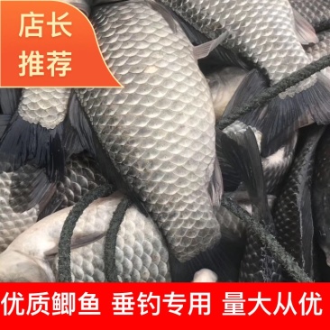 鲫鱼垂钓专用，食用翘鲫鱼，质量保证，价格优惠，成活率好