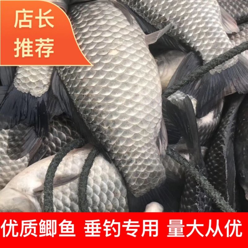 鲫鱼垂钓专用，食用翘鲫鱼，质量保证，价格优惠，成活率好