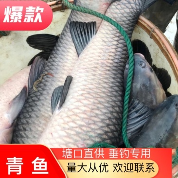 青鱼垂钓专用，食用青鱼，质量保证，价格优惠，成活率好
