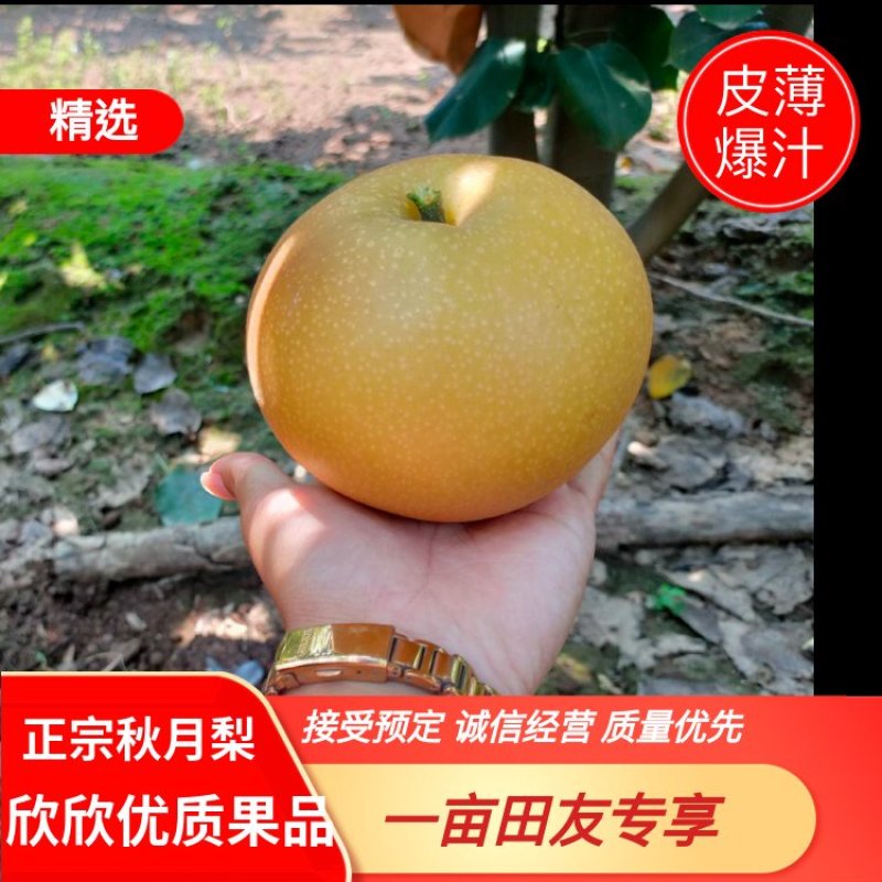 正宗秋月梨八两以上基地直供脆甜爆汁诚信经营
