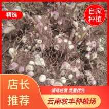 芭蕉芋芋头云南产地直发货源充足致电洽谈合作