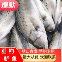 鲈鱼垂钓专用，食用海鲈鱼，质量保证，价格，成活率好