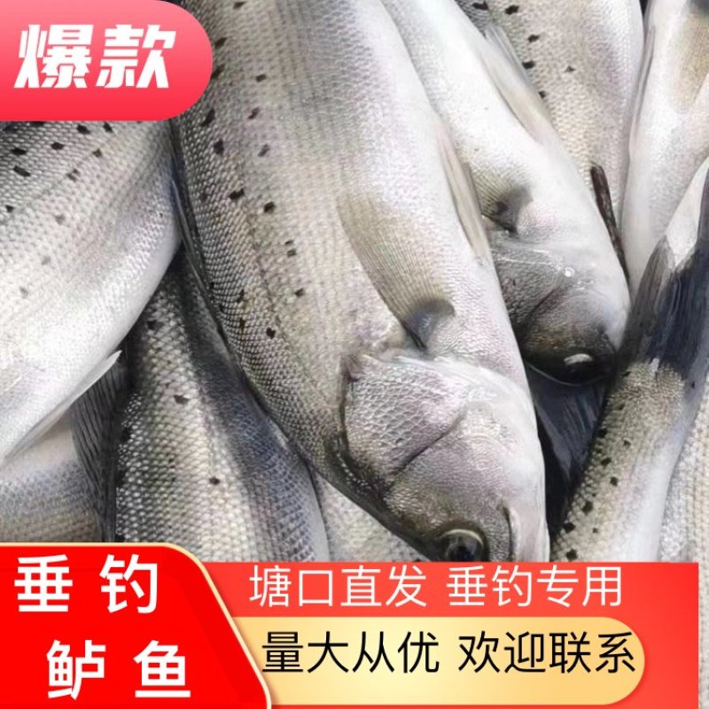 鲈鱼垂钓专用，食用海鲈鱼，质量保证，价格优惠，成活率好