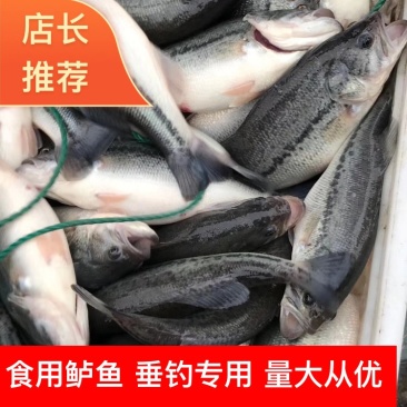 鲈鱼垂钓专用，食用鲈鱼，质量保证，价格优惠，成活率好