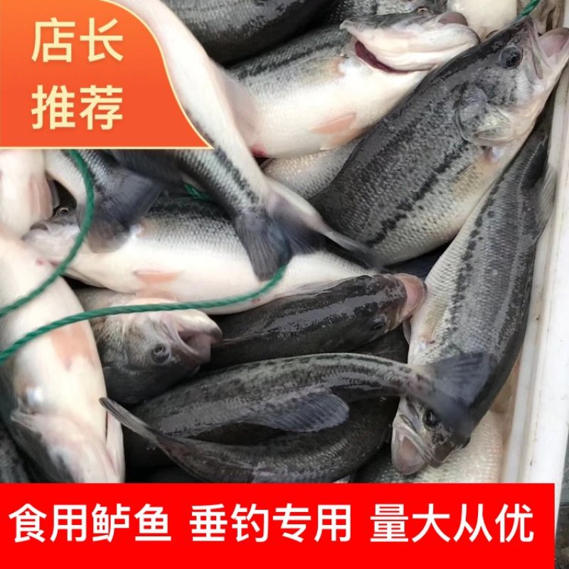 鲈鱼垂钓专用，食用鲈鱼，质量保证，价格优惠，成活率好