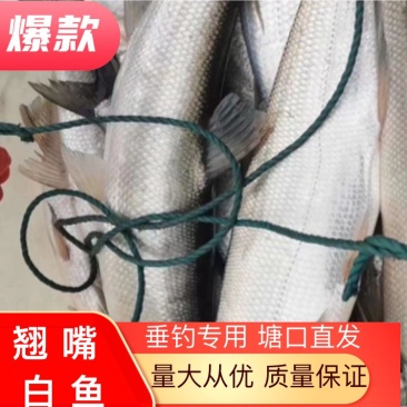 翘嘴，白鱼垂钓专用，食用翘嘴，质量保证，价格优惠，成活率好