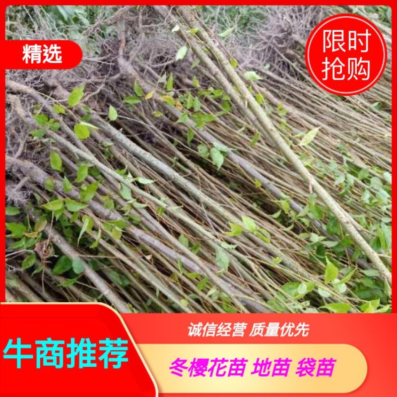 云南大理州冬樱花苗地苗袋苗