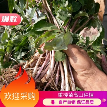 云南省大理州漾濞县滇重楼苗高山种植自产自销保证品质