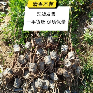 云南省大理州漾濞县清香木苗一手货源保质保量