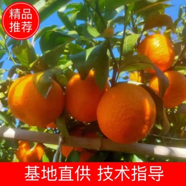 沃柑反花果大量产地现货20吨