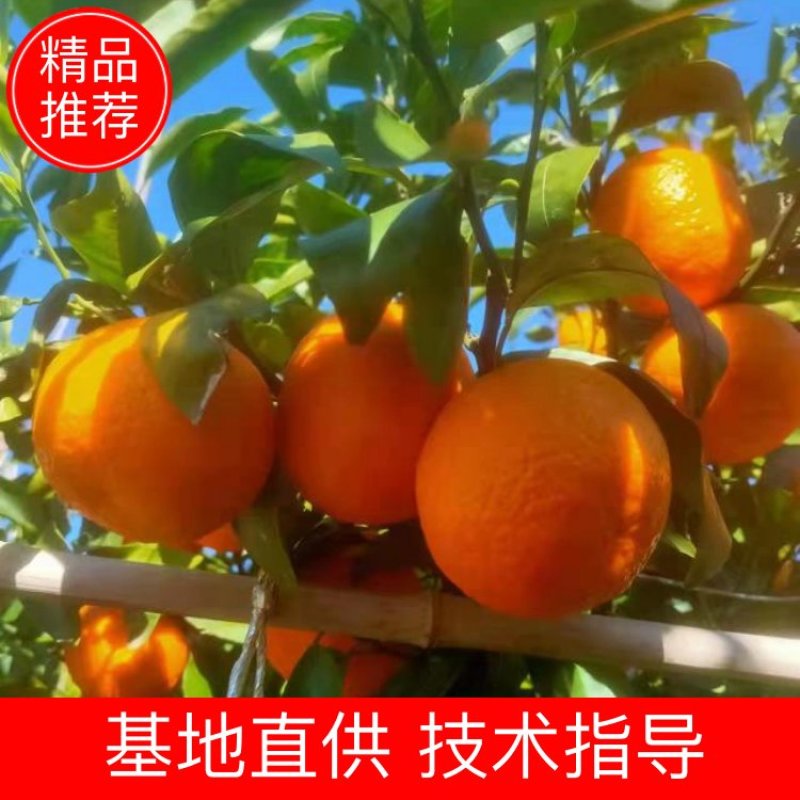 沃柑反花果大量产地现货20吨