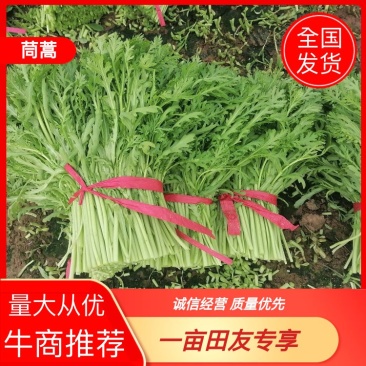 【茼蒿】蒿子杆15~20cm量大从优优质