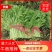 【茼蒿】蒿子杆15~20cm量大从优优质