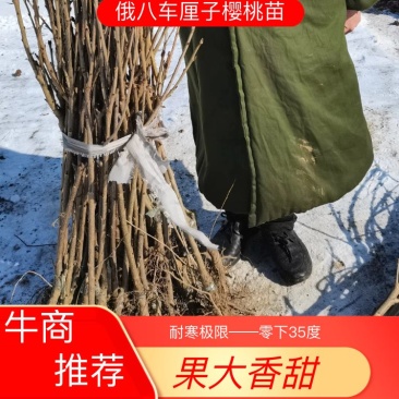 俄罗斯八号车厘子大樱桃苗，耐寒极限零下35度地区可以栽植