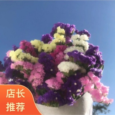 云南18怪鲜花称斤卖忽忘我情人草地摊热销模式