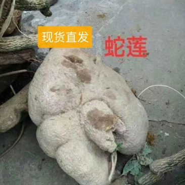 蛇莲又名雪胆鲜货产地直供地摊展会硬货量大从优