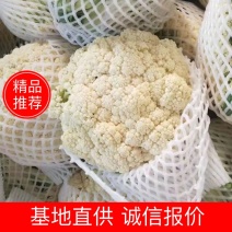 精品菜花有机花菜松花菜一手货源产地直发全