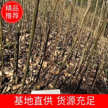核桃苗，大泡核桃苗，实生苗