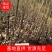 核桃苗，大泡核桃苗，实生苗